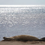 Hawaiian monk seal visit shifts views on Molokaʻi shores