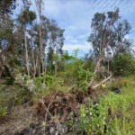 How storms fuel Hawaii invasive species spread, experts warn How storms fuel Hawaii invasive species spread, experts warn