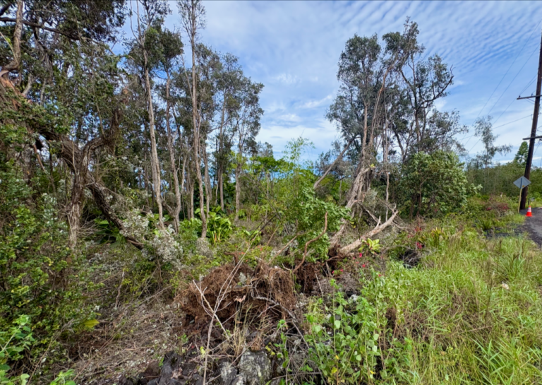 How storms fuel Hawaii invasive species spread, experts warn