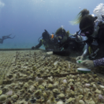Hurricane Lala triggers first U.S. coral reef insurance payout Hurricane Lala triggers first U.S. coral reef insurance payout