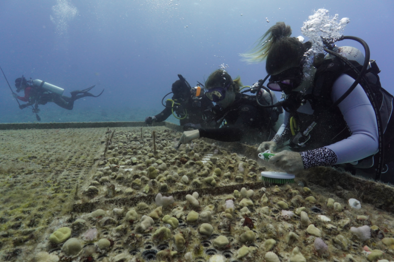 Hurricane Lala triggers first U.S. coral reef insurance payout