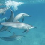 Spinner dolphin populations off Kona show troubling decline
