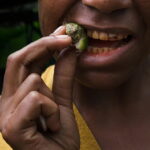Ancient betel nut use may explain mysterious tooth grooves Ancient betel nut use may explain mysterious tooth grooves