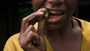 Ancient betel nut use may explain mysterious tooth grooves Ancient betel nut use may explain mysterious tooth grooves