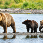 Fat Bear Week 2026