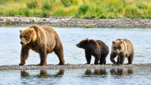 Fat Bear Week 2026