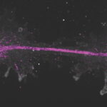 ‘Fire amoeba’ sets new heat tolerance record for complex life