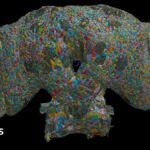Fly brain wiring map could illuminate gene-behavior links Fly brain wiring map could illuminate gene-behavior links