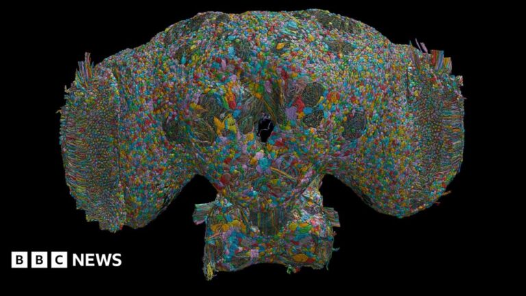 Fly brain wiring map could illuminate gene-behavior links Fly brain wiring map could illuminate gene-behavior links