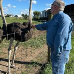 Alpha-gal syndrome drives a boom in U.S. ostrich farming
