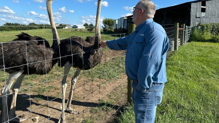 Alpha-gal syndrome drives a boom in U.S. ostrich farming