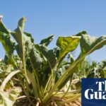 UK food supply drought risk threatens key crops, report says