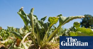 UK food supply drought risk threatens key crops, report says