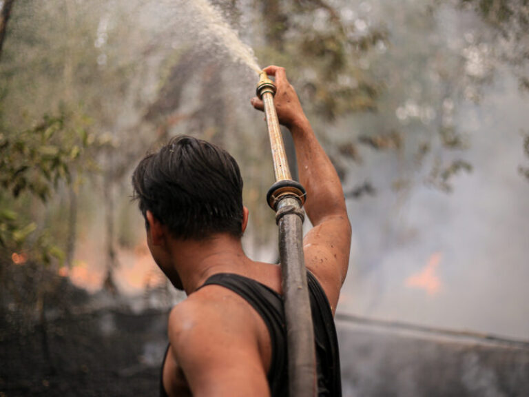Borneo wildfires threaten rare primates and peat forests Borneo wildfires threaten rare primates and peat forests