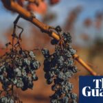 France wine harvest heads for historic low after extreme heat