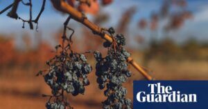 France wine harvest heads for historic low after extreme heat