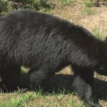Idaho bear attack injures 2 near Salmon; one airlifted Idaho bear attack injures 2 near Salmon; one airlifted