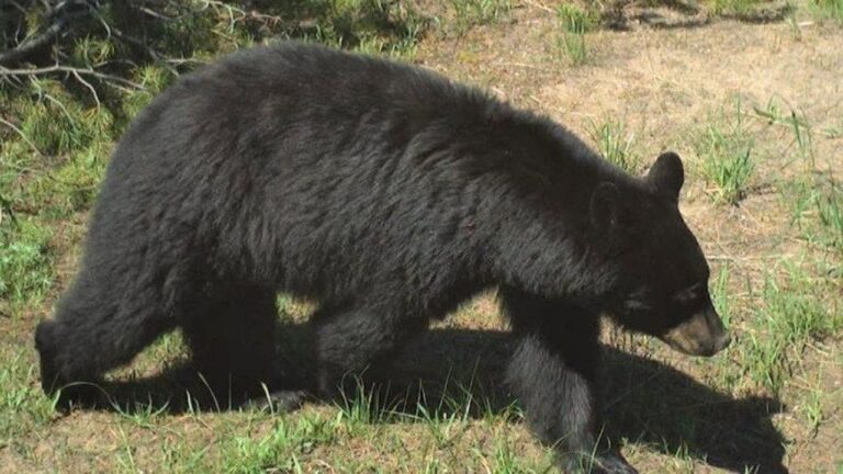 Idaho bear attack injures 2 near Salmon; one airlifted