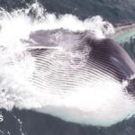Rare fin whale feeding spotted off Pembrokeshire coast Rare fin whale feeding spotted off Pembrokeshire coast