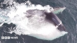 Rare fin whale feeding spotted off Pembrokeshire coast Rare fin whale feeding spotted off Pembrokeshire coast