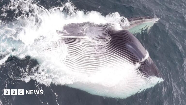 Rare fin whale feeding spotted off Pembrokeshire coast Rare fin whale feeding spotted off Pembrokeshire coast