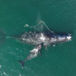 Monterey Bay Aquarium lawsuit tossed by First Circuit Monterey Bay Aquarium lawsuit tossed by First Circuit