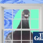 A pigeon on windowsill became a springtime obsession