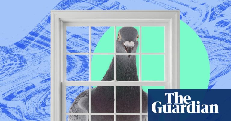 A pigeon on windowsill became a springtime obsession