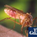 Los Angeles mosquitoes surge amid heat, El Niño and humidity Los Angeles mosquitoes surge amid heat, El Niño and humidity