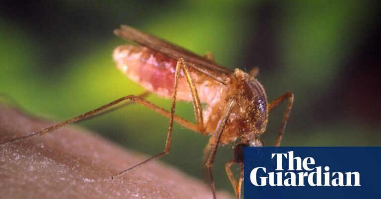 Los Angeles mosquitoes surge amid heat, El Niño and humidity Los Angeles mosquitoes surge amid heat, El Niño and humidity